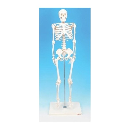 Modelo esqueleto humano miniatura